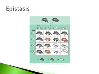 10. mendel y el concepto del gen