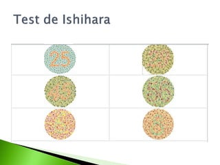 10. mendel y el concepto del gen