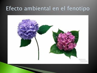 10. mendel y el concepto del gen