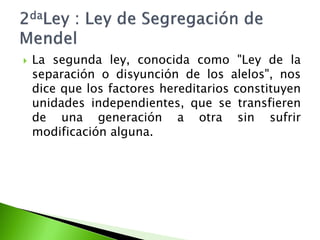    La segunda ley, conocida como "Ley de la
    separación o disyunción de los alelos", nos
    dice que los factores hereditarios constituyen
    unidades independientes, que se transfieren
    de una generación a otra sin sufrir
    modificación alguna.
 