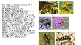 Two wasp species and four imperfect
and palatable mimics.
(A) Dolichovespula media;
(B) Polistes spec.; (C) Eupeodes spec.;
(D) Syrphus spec; (E) Helophilus
pendulus; (F) Clytus arietes (all species
European). Of note, species C–F have no
clear resemblance to any wasp species.
The three hoverfly species differ in the
shape of their wings and body, length of
antennae, flight behaviour, and striping
pattern from European wasps. One fly
species (E) even has longitudinal
stripes, which wasps typically don't. The
harmless wasp beetle does not normally
display wings, and its legs do not
resemble those of any wasps.
 