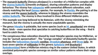 • The monarch butterfly (Danaus plexippus) is a member of a Müllerian complex with
the viceroy butterfly (Limenitis archippus), sharing coloration patterns and display
behaviour. The viceroy has subspecies with somewhat different coloration, each
closely matching the local Danaus species. For example, in Florida, the pairing is of the
viceroy and the queen butterfly, whereas in Mexico the viceroy resembles the
soldier butterfly. The viceroy is thus involved in three different Müllerian pairs.
• This example was long believed to be Batesian, with the viceroy mimicking the
monarch, but the viceroy is actually the more unpalatable species.
• The genus Morpho is palatable, but some species (such as M. amathonte) are strong
fliers; birds – even species that specialize in catching butterflies on the wing – find it
hard to catch them.
• The conspicuous blue coloration shared by most Morpho species may be Müllerian, or
may be "pursuit aposematism". The "orange complex" of distasteful butterfly species
includes the heliconiines Agraulis vanillae, Dryadula phaetusa, and Dryas iulia. At
least seven species of millipedes in the genera Apheloria and Brachoria (
Xystodesmidae) form a Müllerian mimicry ring in the eastern United States, in which
unrelated polymorphic species converge on similar colour patterns where their range
overlaps.
 
