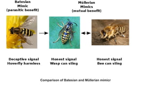 Comparison of Batesian and Müllerian mimicr
 