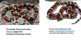 The deadly Texas coral snake,
Micrurus tener (the
Emsleyan/Mertensian mimic)
The harmless Mexican milk
snake, Lampropeltis triangulum
annulata (the Batesian mimic)
 
