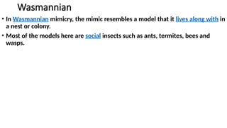 Wasmannian
• In Wasmannian mimicry, the mimic resembles a model that it lives along with in
a nest or colony.
• Most of the models here are social insects such as ants, termites, bees and
wasps.
 