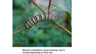 Monarch caterpillars, shown feeding, vary in
toxicity depending on their diet.
 