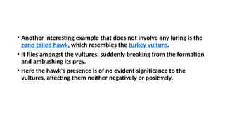 • Another interesting example that does not involve any luring is the
zone-tailed hawk, which resembles the turkey vulture.
• It flies amongst the vultures, suddenly breaking from the formation
and ambushing its prey.
• Here the hawk's presence is of no evident significance to the
vultures, affecting them neither negatively or positively.
 