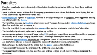 Parasites
• Parasites can also be aggressive mimics, though the situation is somewhat different from those outlined
previously.
• Some predators have a feature that draws prey; parasites can also mimic their hosts' natural prey, but are
eaten themselves, a pathway into their host.
• Leucochloridium, a genus of flatworm, matures in the digestive system of songbirds, their eggs then passing
out of the bird in the faeces.
• They are then taken up by Succinea, a terrestrial snail. The eggs develop in this intermediate host, and must
then find a suitable bird to mature in.
• Since the host birds do not eat snails, the sporocyst has another strategy to reach its host's intestine.
• They are brightly coloured and move in a pulsating fashion.
• A sporocyst-sac pulsates in the snail's eye stalks,[69][70]
coming to resemble an irresistible meal for a songbird.
In this way, it can bridge the gap between hosts, allowing it to complete its life cycle.
• A nematode (Myrmeconema neotropicum) changes the colour of the abdomen of workers of the canopy
ant Cephalotes atratus to make it appear like the ripe fruits of Hyeronima alchorneoides.
• It also changes the behaviour of the ant so that the gaster (rear part) is held raised.
• This presumably increases the chances of the ant being eaten by birds.
• The droppings of birds are collected by other ants and fed to their brood, thereby helping to spread the
nematode.
 