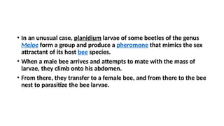 • In an unusual case, planidium larvae of some beetles of the genus
Meloe form a group and produce a pheromone that mimics the sex
attractant of its host bee species.
• When a male bee arrives and attempts to mate with the mass of
larvae, they climb onto his abdomen.
• From there, they transfer to a female bee, and from there to the bee
nest to parasitize the bee larvae.
 