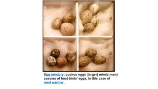 Egg mimicry: cuckoo eggs (larger) mimic many
species of host birds' eggs, in this case of
reed warbler.
 