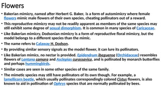 Flowers
• Bakerian mimicry, named after Herbert G. Baker, is a form of automimicry where female
flowers mimic male flowers of their own species, cheating pollinators out of a reward.
• This reproductive mimicry may not be readily apparent as members of the same species may
still exhibit some degree of sexual dimorphism. It is common in many species of Caricaceae.
• Like Bakerian mimicry, Dodsonian mimicry is a form of reproductive floral mimicry, but the
model belongs to a different species than the mimic.
• The name refers to Calaway H. Dodson.
• By providing similar sensory signals as the model flower, it can lure its pollinators.
• Like Bakerian mimics, no nectar is provided. Epidendrum ibaguense (Orchidaceae) resembles
flowers of Lantana camara and Asclepias curassavica, and is pollinated by monarch butterflies
and perhaps hummingbirds.
• Similar cases are seen in some other species of the same family.
• The mimetic species may still have pollinators of its own though. For example, a
lamellicorn beetle, which usually pollinates correspondingly colored Cistus flowers, is also
known to aid in pollination of Ophrys species that are normally pollinated by bees.
 