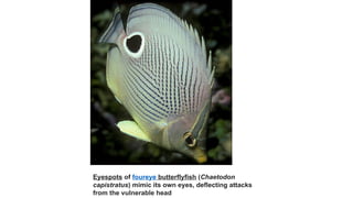 Eyespots of foureye butterflyfish (Chaetodon
capistratus) mimic its own eyes, deflecting attacks
from the vulnerable head
 