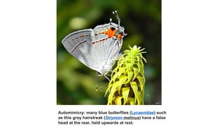 Automimicry: many blue butterflies (Lycaenidae) such
as this gray hairstreak (Strymon melinus) have a false
head at the rear, held upwards at rest.
 