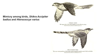 Mimicry among birds, Shikra Accipiter
badius and Hierococcyx varius
 