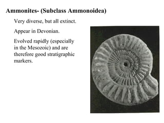 Ammonites- (Subclass Ammonoidea)
Very diverse, but all extinct.
Appear in Devonian.
Evolved rapidly (especially
in the Mesozoic) and are
therefore good stratigraphic
markers.
 
