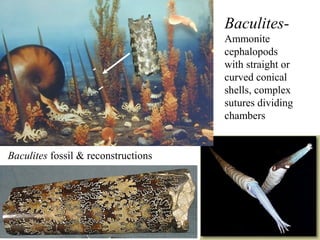Baculites fossil & reconstructions
Baculites-
Ammonite
cephalopods
with straight or
curved conical
shells, complex
sutures dividing
chambers
 