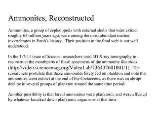 Ammonites, Reconstructed
Ammonites, a group of cephalopods with external shells that went extinct
roughly 65 million years ago, were among the most abundant marine
invertebrates in Earth's history. Their position in the food web is not well
understood.
In the 1-7-11 issue of Science, researchers used 3D X-ray tomography to
reconstruct the mouthparts of fossil specimens of the ammonite Baculites
(http://video.sciencemag.org/VideoLab/736437601001/1). The
researchers postulate that these ammonites likely fed on plankton and note that
ammonites went extinct at the end of the Cretaceous, as there was an abrupt
decline in several groups of plankton around the same time period.
Another possibility is that larval ammonites were planktonic and were affected
by whatever knocked down planktonic organisms at that time
 