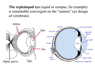 The cephalopod eye (squid or octopus, for example)
is remarkably convergent on the “camera” eye design
of vertebrates
lens
iris
Optic nerve
retina
 