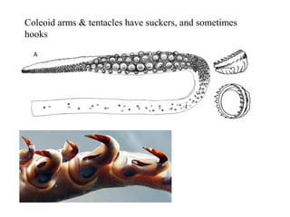 Coleoid arms & tentacles have suckers, and sometimes
hooks
 