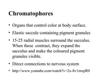 Chromatophores
• Organs that control color at body surface.
• Elastic saccule containing pigment granules
• 15-25 radial muscles surround the sacculus.
When these contract, they expand the
sacculus and make the coloured pigment
granules visible.
• Direct connections to nervous system
• http://www.youtube.com/watch?v=2x-8v1mxpR0
 