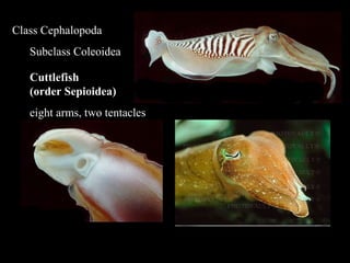 Class Cephalopoda
Subclass Coleoidea
Cuttlefish
(order Sepioidea)
eight arms, two tentacles
 