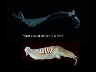 What kind of similarity is this?
 