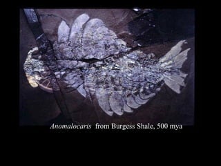 Anomalocaris from Burgess Shale, 500 mya
 