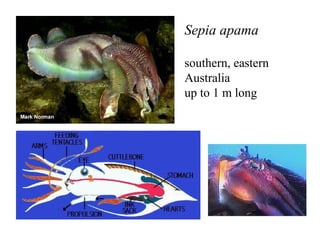 Sepia apama
southern, eastern
Australia
up to 1 m long
 
