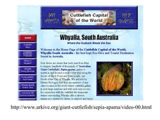 http://www.arkive.org/giant-cuttlefish/sepia-apama/video-00.html
 