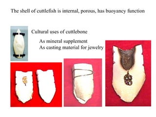 Cultural uses of cuttlebone
As mineral supplement
As casting material for jewelry
The shell of cuttlefish is internal, porous, has buoyancy function
 