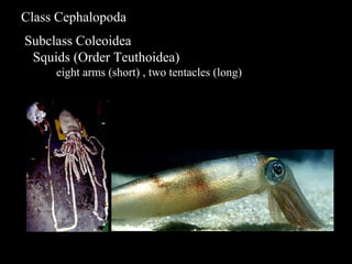 Class Cephalopoda
Subclass Coleoidea
Squids (Order Teuthoidea)
eight arms (short) , two tentacles (long)
 