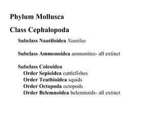 Phylum Mollusca
Class Cephalopoda
Subclass Nautiloidea Nautilus
Subclass Ammonoidea ammonites- all extinct
Subclass Coleoidea
Order Sepioidea cuttlefishes
Order Teuthioidea squids
Order Octopoda octopods
Order Belemnoidea belemnoids- all extinct
 