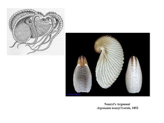Nouryi's Argonaut
Argonauta nouryi Lorois, 1852
 