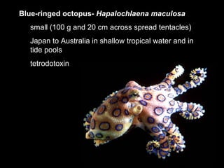 Blue-ringed octopus- Hapalochlaena maculosa
small (100 g and 20 cm across spread tentacles)
Japan to Australia in shallow tropical water and in
tide pools
tetrodotoxin
 
