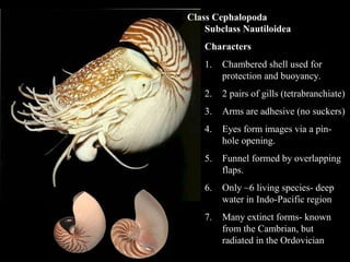 Class Cephalopoda
Subclass Nautiloidea
Characters
1. Chambered shell used for
protection and buoyancy.
2. 2 pairs of gills (tetrabranchiate)
3. Arms are adhesive (no suckers)
4. Eyes form images via a pin-
hole opening.
5. Funnel formed by overlapping
flaps.
6. Only ~6 living species- deep
water in Indo-Pacific region
7. Many extinct forms- known
from the Cambrian, but
radiated in the Ordovician
 
