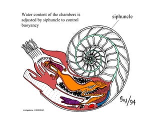 siphuncleWater content of the chambers is
adjusted by siphuncle to control
buoyancy
 