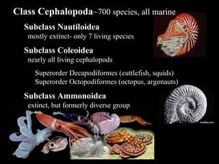 Class Cephalopoda~700 species, all marine
Subclass Nautiloidea
mostly extinct- only 7 living species
Subclass Coleoidea
nearly all living cephalopods
Superorder Decapodiformes (cuttlefish, squids)
Superorder Octopodiformes (octopus, argonauts)
Subclass Ammonoidea
extinct, but formerly diverse group
 