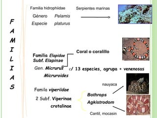 Familia hidrophiidae      Serpientes marinas
     Género      Pelamis
F   Especie      platurus
A
M
I                             Coral o coralillo
     Familia Elapidae
L    Subf. Elapinae
I     Gen. Micrurus        c/ 13 especies, agrupa + venenosas
           Micruroides
A
S
                                           nauyaca
      Famila viperiidae
                                   Bothrops
       2 Subf. Viperinae
                                   Agkistrodom
               crotalinae
                                     Cantil, mocasin
 