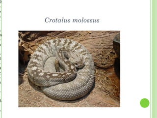 D
e
p
a
r   Crotalus molossus
a
m
e
n

o
d
e
A
g
e
n

e
s
B

o
 