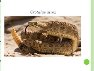 D
e
p
a
r   Crotalus atrox
a
m
e
n

o
d
e
A
g
e
n

e
s
B

o
 