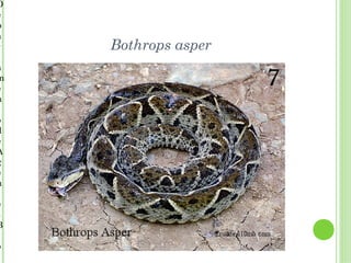 D
e
p
a
r   Bothrops asper
a
m
e
n

o
d
e
A
g
e
n

e
s
B

o
 