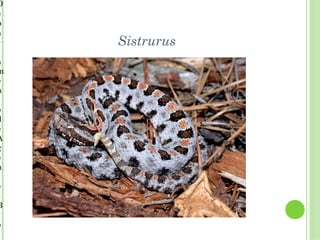 D
e
p
a
r   Sistrurus
a
m
e
n

o
d
e
A
g
e
n

e
s
B

o
 