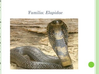 D
e
p
a
r   Familia: Elapidae
a
m
e
n

o
d
e
A
g
e
n

e
s
B

o
 