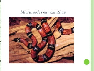 D
e
p
a
r   Micruroides euryxanthus
a
m
e
n

o
d
e
A
g
e
n

e
s
B

o
 