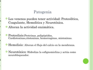 D
e
p
a
r                           Patogenia
a    Los venenos pueden tener actividad: Proteolitica,
m
e     Coagulante, Hemolitica y Neurotóxica.
n    Alteran la actividad enzimática.

o
d      Proteolisis:Proteinas, polipéptidos,
e       Cardiotoxinas,citotoxinas, hemorraginas, miotoxinas.
A
g
e
       Hemolisis: Alteran el flujo del calcio en la membrana.
n
       Neurotóxico: Hidroliza la esfignomielina y actúa como
e       neurobloqueador.
s
B

o
 