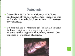 D
e
p
a
r                         Patogenia
a      Generalmente en los vipéridos y crotálidos
m       predomina el veneno proteolítico; mientras que
e       en los elápidos e hidrófidos, es neurotóxico (con
n       excepciones).
o
d      En cambio, los colúbridos presentan un veneno
e       de baja toxicidad, incapaz de ocasionar
A       envenenamiento grave al hombre, excepto dos
g       especies de culebras africanas.
e
n

e
s
B

o
 