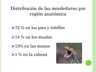 Distribución de las mordeduras por
         región anatómica

Ø72 % en los pies y tobillos

Ø14 % en los muslos

Ø13% en las manos
Ø1 % en la cabeza
 