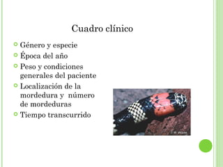 Cuadro clínico
 Género y especie
 Época del año

 Peso y condiciones
  generales del paciente
 Localización de la
                                 Mordedura a través de la ropa
  mordedura y número             Cantidad de veneno inoculado

  de mordeduras
 Tiempo transcurrido
 