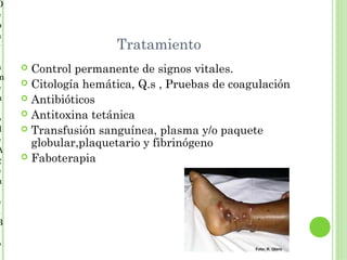 D
e
p
a
r                    Tratamiento
a    Control permanente de signos vitales.
m
     Citología hemática, Q.s , Pruebas de coagulación
e
n    Antibióticos
     Antitoxina tetánica
o
d    Transfusión sanguínea, plasma y/o paquete
e     globular,plaquetario y fibrinógeno
A
g    Faboterapia
e
n

e
s
B

o
 