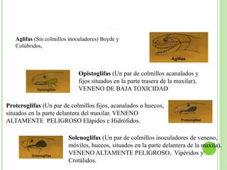 Las serpientes se pueden clasificar por sus dientes:




   Aglifas (Sin colmillos inoculadores) Boyde y
   Colúbridos,



                             Opistoglifas (Un par de colmillos acanalados y
                             fijos situados en la parte trasera de la maxilar),
                             VENENO DE BAJA TOXICIDAD

Proteroglifas (Un par de colmillos fijos, acanalados o huecos,
situados en la parte delantera del maxilar. VENENO
ALTAMENTE PELIGROSO Elápidos e Hidrófidos.

                         Solenoglifas (Un par de colmillos inoculadores de veneno,
                         móviles, huecos, situados en la parte delantera de la maxila).
                         VENENO ALTAMENTE PELIGROSO, Vipéridos y
                         Crotálidos.
 